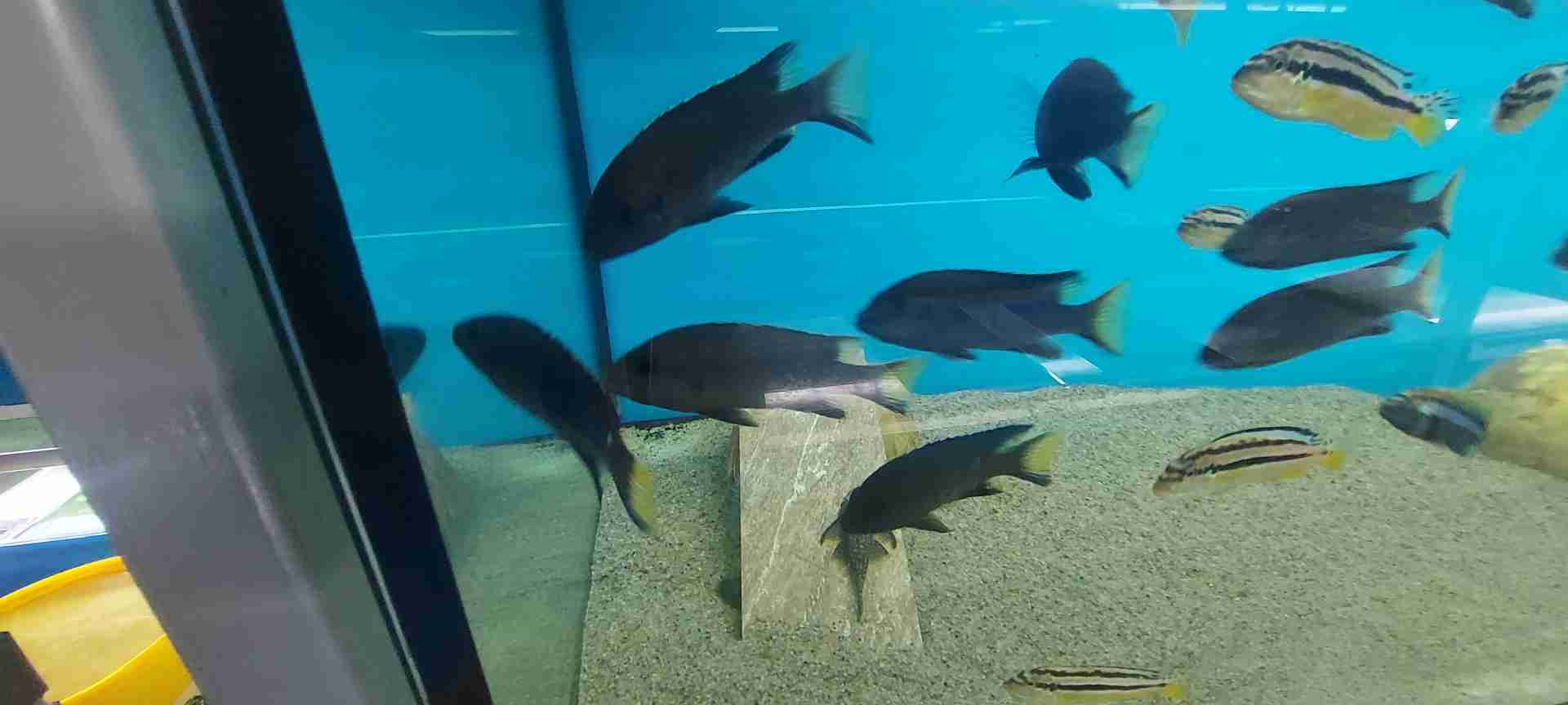 Pseudotropheus  Acei Itungi F1