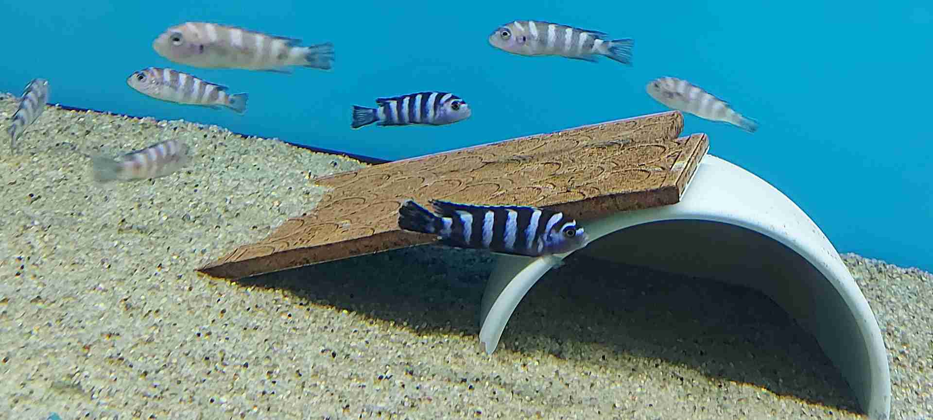 Pseudotropheus  Demasoni Pombo Rocks F1