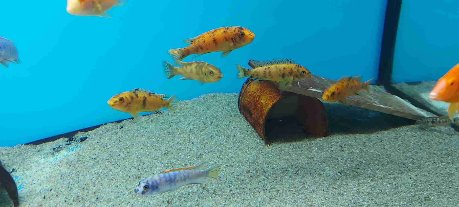 Labeotropheus Trewavasae Marmolade Catt F1