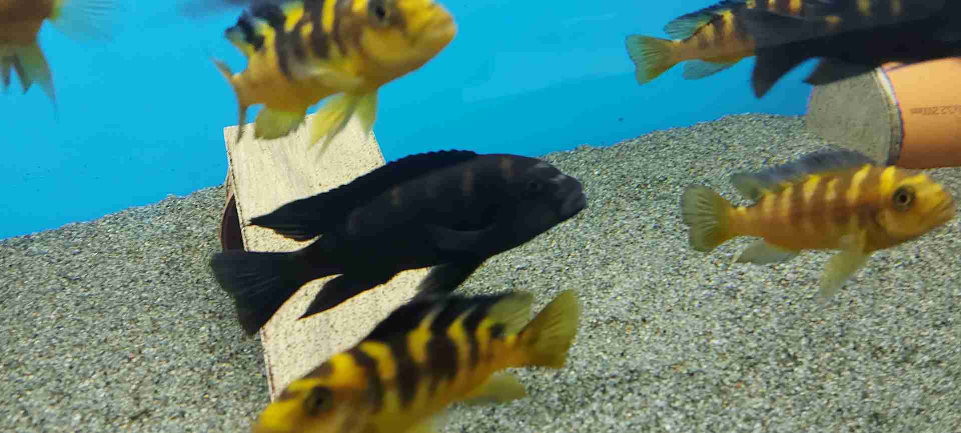 Pseudotropheus Crabro