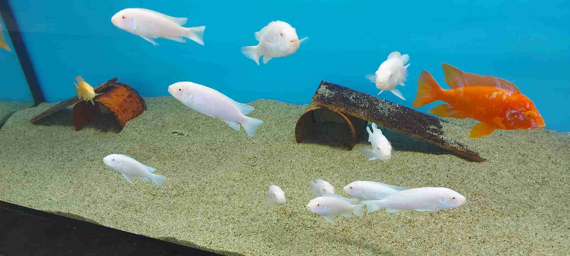 Pseudotropheus  Sokolofi  Albinos