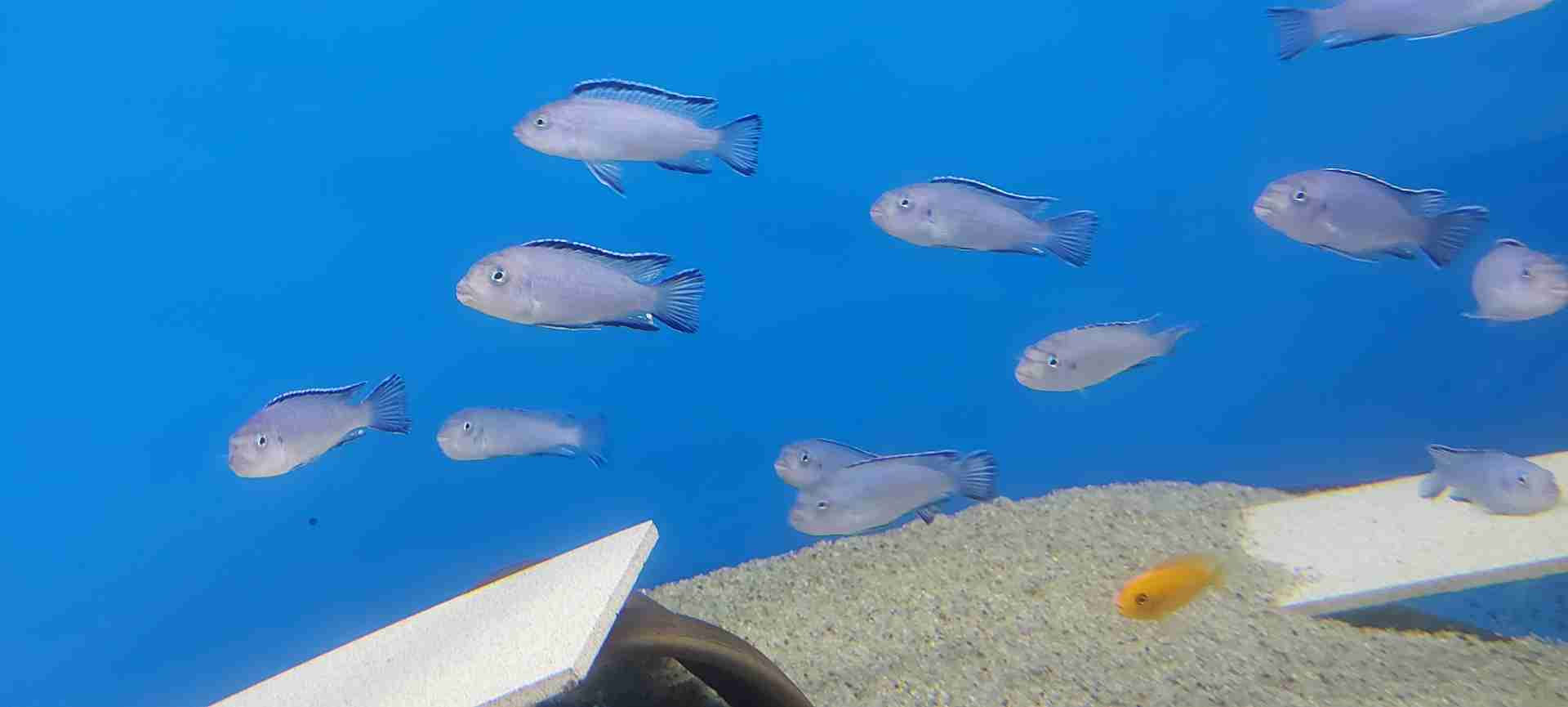 Pseudotropheus  Sokolofi 