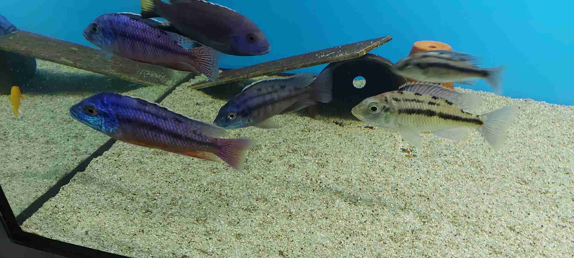 Protomelas Boadzulu Red Empress F1