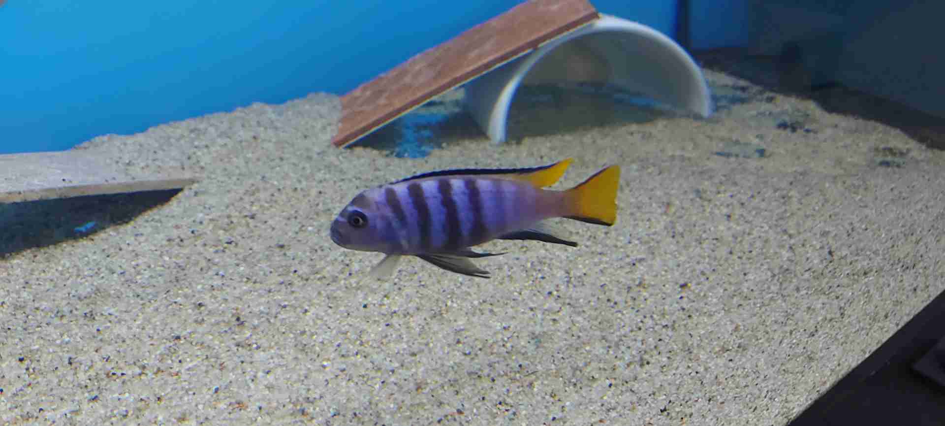 Pseudotropheus Elongatus   Mphanga F1