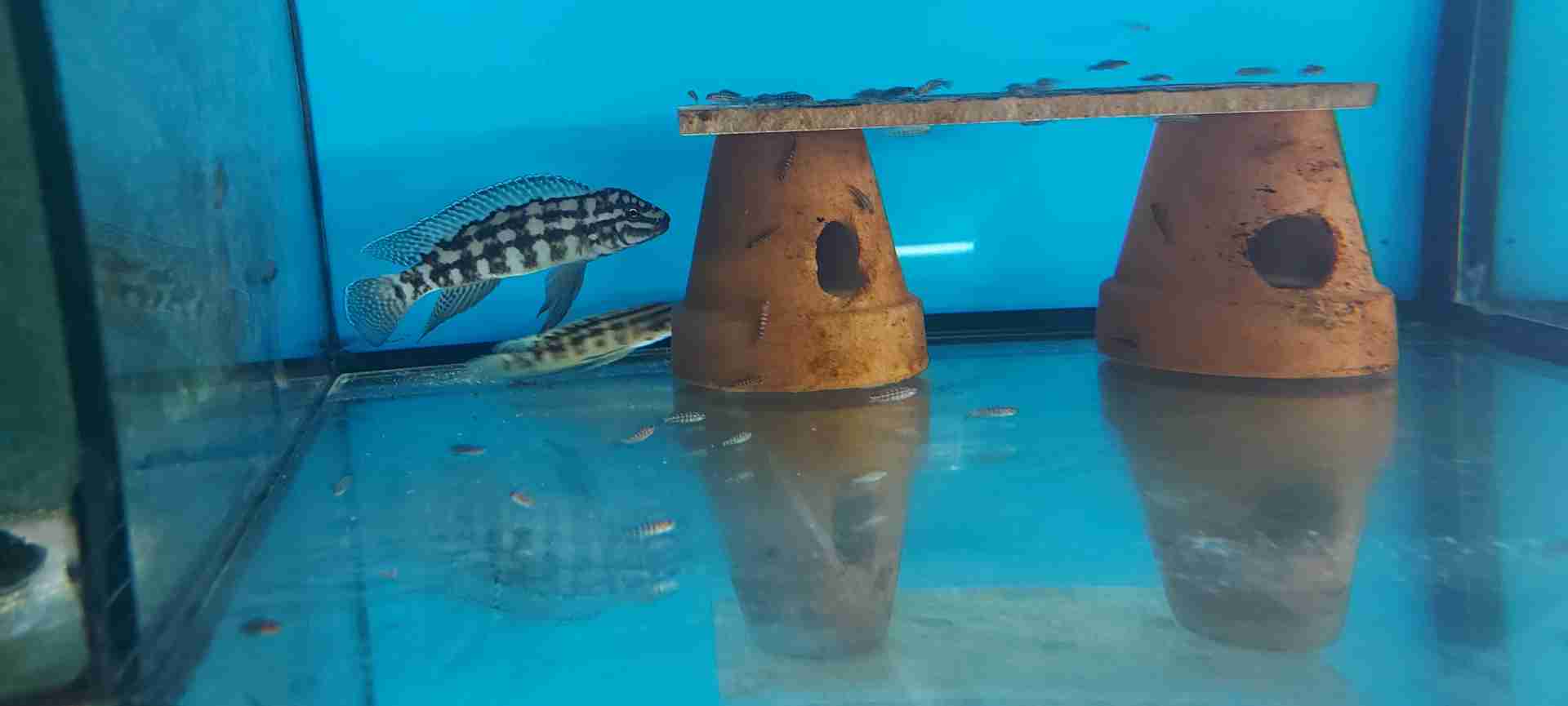Julidochromis Marlieri Kasanga F1