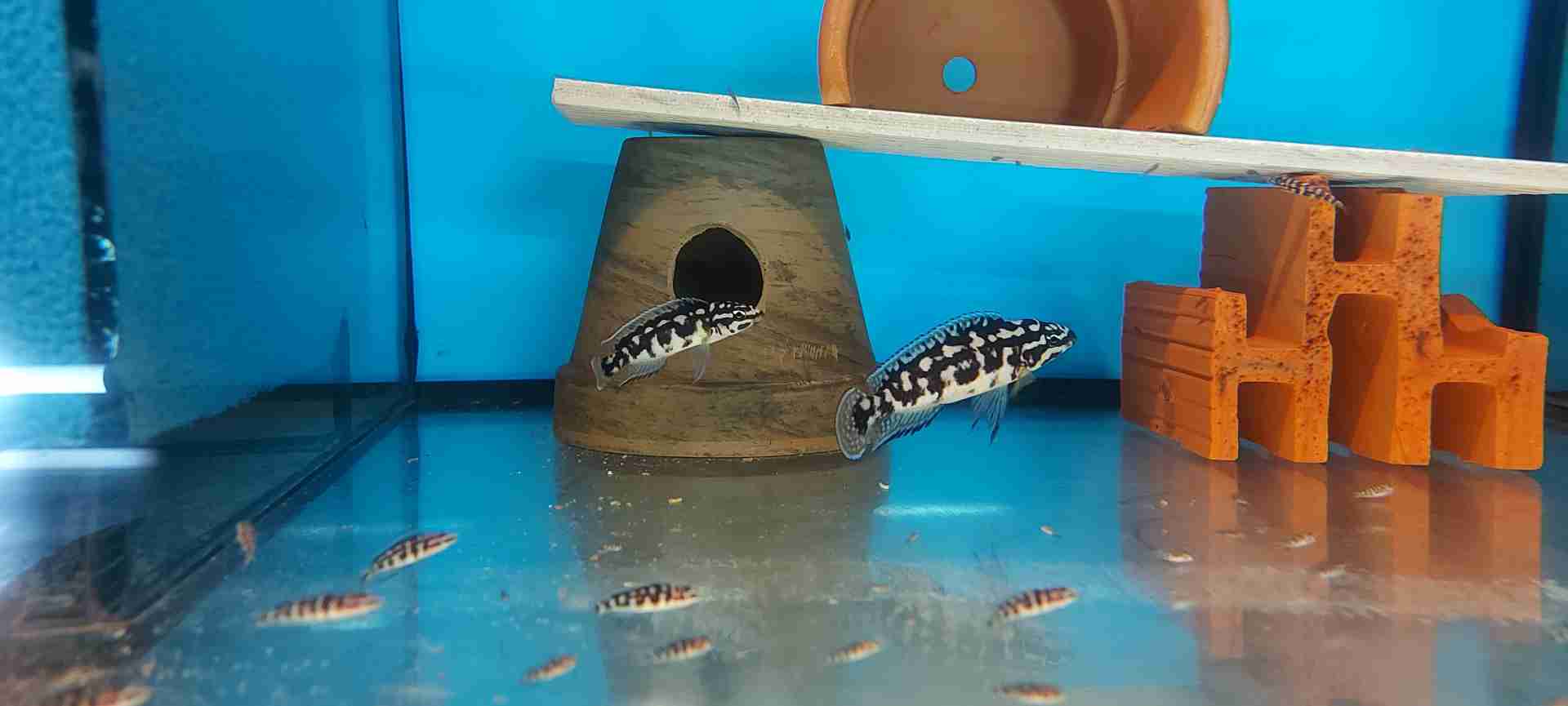 Julidochromis sp.  Transcriptus  Kombe  F1