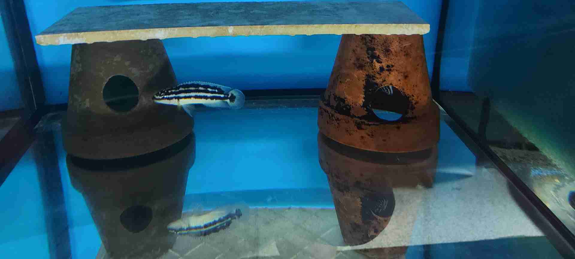 Julidochromis Ornatus Uvira F1