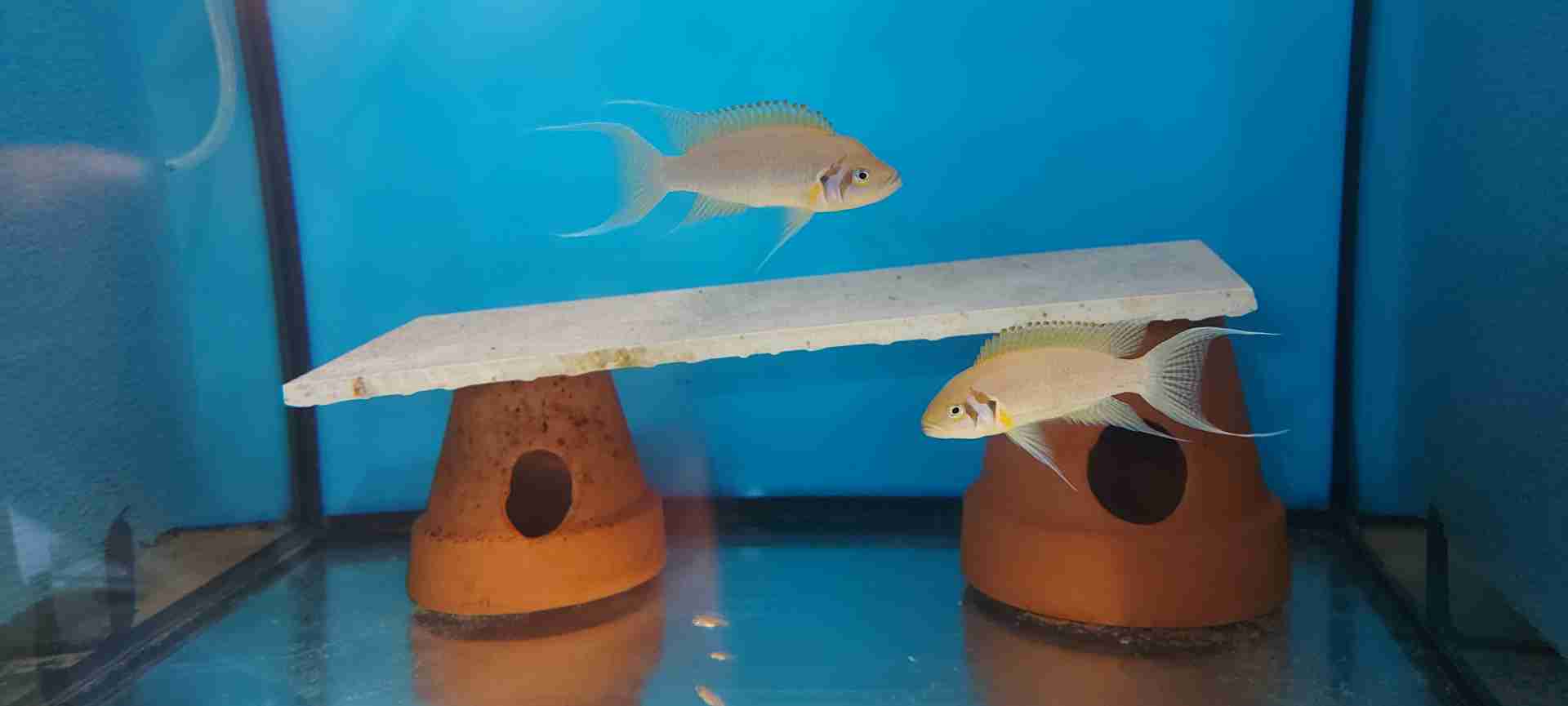 Neolamprologus Pulcher Daffodil F1