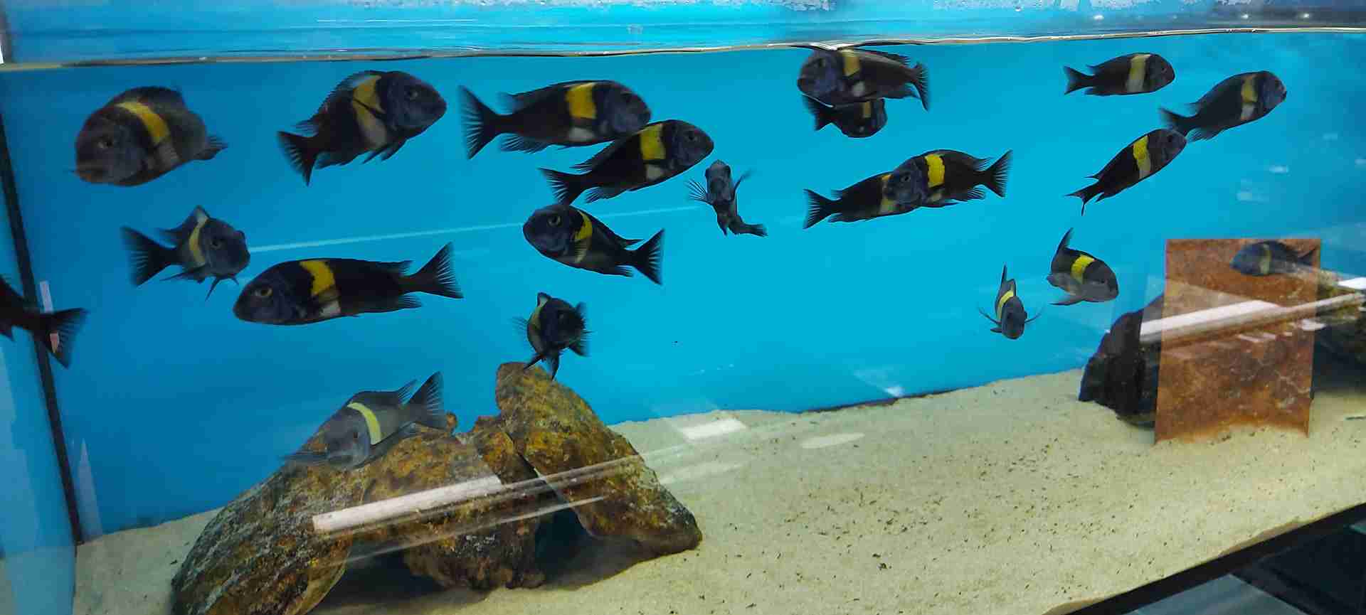 Tropheus  Duboisi Maswa F1