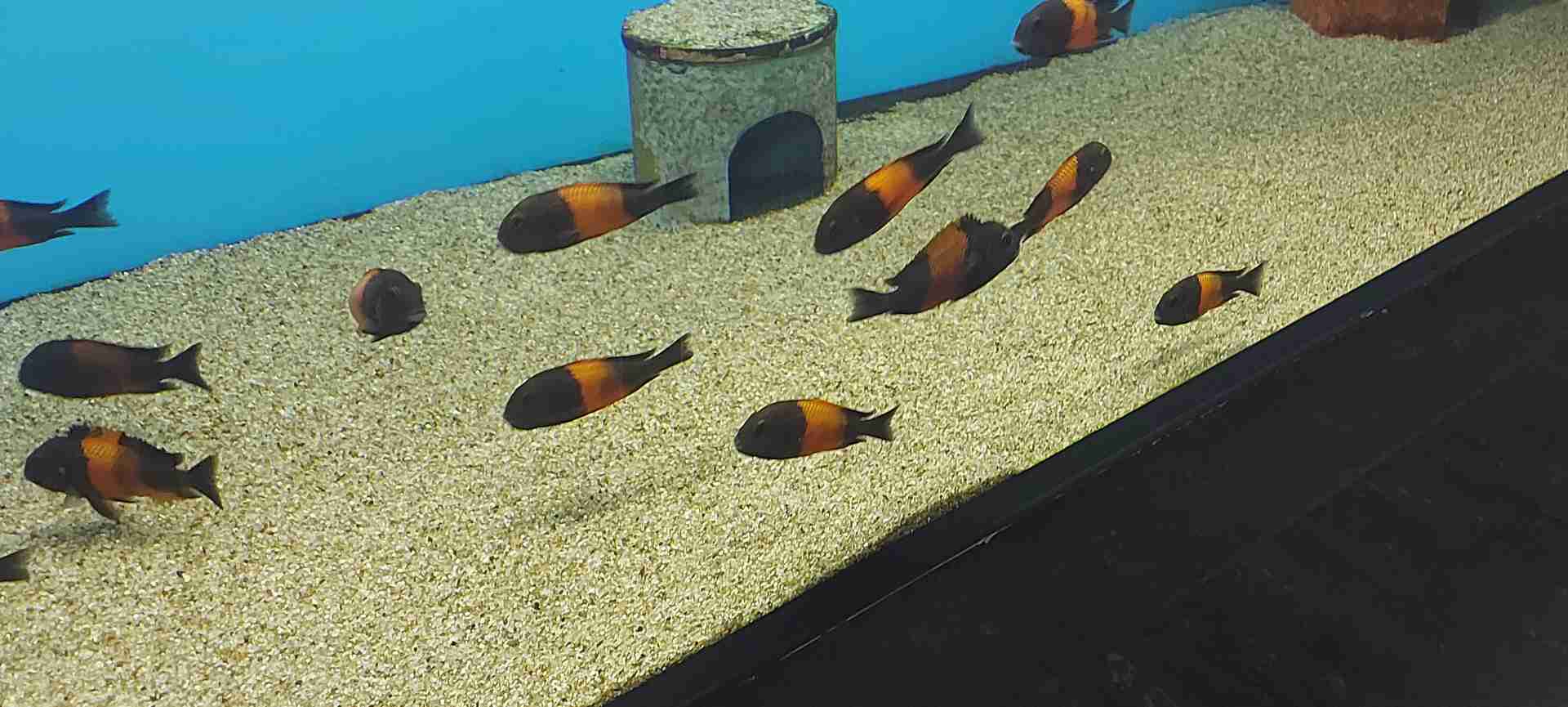 Tropheus  Black  Bemba 