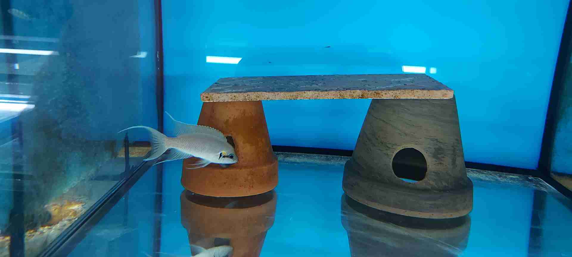 Neolamprologus Brichardi Księżniczka z Burundi 